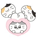 대구 고양이 미용 밀꼬냥 이미지