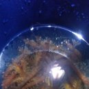 새우Prawn 잡이 다녀왔어요 이미지