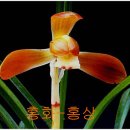 천향원