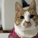 제주대학교 수의과대학 부설동물병원 | IBD에서 림프종 진단까지(1)