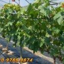 다대농장 이미지