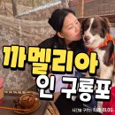 까멜리아 인구룡포 | 포항 까멜리아 인 구룡포 애견동반 내돈내산 후기