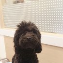 애견미용샵 조이 이미지