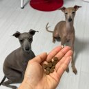 더 독 | 동결건조 코팅 사료 처음 먹여봤어요! [더독앤캣 동결건조 코팅 콰트로 연어] 후기
