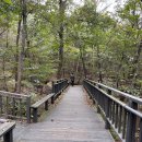 무장애숲 이미지