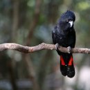 붉은꼬리검은유황앵무 [Red-tailed black cockatoo (Calyptorhynchus banksii)] 이미지