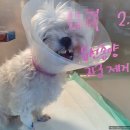 신비한 동물병원 인센텀 이미지