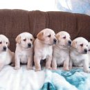 어울펜션 이미지