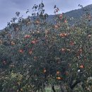 대봉농장 이미지