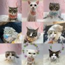 미냥이 이미지