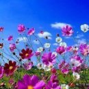 코스모스 이미지
