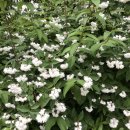 NR-23[득안대로]-하-84 | [서평] 여홍상 엮음 『바흐친과 문화이론』 과 드보르자크 &#39;슬라브 무곡 Op. 72&#39;