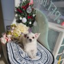 방울이네 펫살롱 이미지