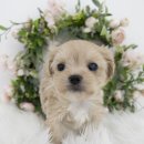 대구강아지분양 도로시펫 이미지