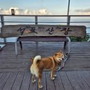 석포 | 울릉도 숙소 숙박 추천 석포산장 예약 방법 애견동반 후기