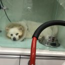 수아켄넬 네이버블로그