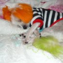 개팔자 상팔자 이미지