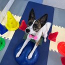 포롱도그 이미지