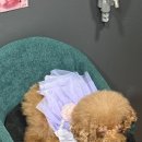 루비정