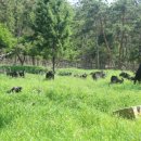 송백 흑염소 이미지