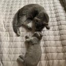 그루밍 사랑 이미지