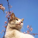 낭만고양이 - 화성시 동탄반송길 13 | 낭만고양이