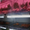 양꼬치마을무한리필 이미지