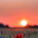 석양 속 생명의 날 이미지