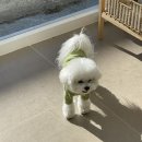 리리댕댕 이미지