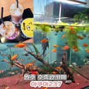 237 | 원주수족관카페 추천｜아이와 가볼만한곳 힐링 공간 ‘아쿠아237’ 솔직 후기