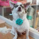 함안 애견샵 러블리펫 이미지