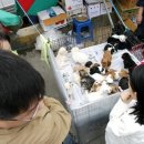 모란가축시장 이미지