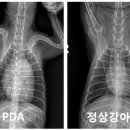 천안24시스카이동물메디컬센터 이미지