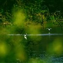 사진영상 [0929&#39;25] 하늘을 향한 가을의 외침 이미지