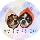 치코디차