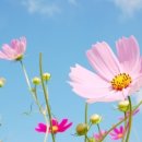 코스모스 이미지