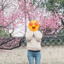 피치핏 | 골반뽕청바지 피치핏 골반필러진 중청 착용 후기