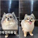서현애견미용실 이미지