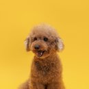 해피한 멍 이미지