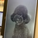 씨씨피스튜디오 네이버블로그