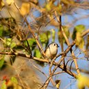 Tufted Titmouse (미국 동부에만 사는 박새) 이미지