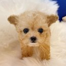 내품안의반려견광명점 이미지