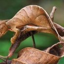 초록도마뱀 이미지