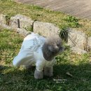 세피아 | 렉서스 RX350h 럭셔리 할인 소닉티타늄 다크세피아 출고