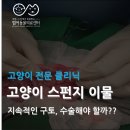 스펀지동물병원 네이버블로그