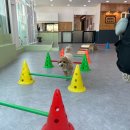 댕스럽개 이미지