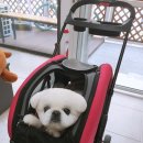 특별하개 이미지