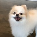 온양애견미용 이미지