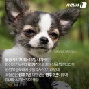 Dog차지 이미지