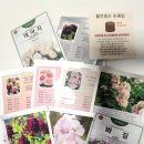 (봄맞이) 홈가드닝 | 고양이에게 안전한꽃, 스토크·팬지·거베라 수경재배 꽃씨 파종 기록